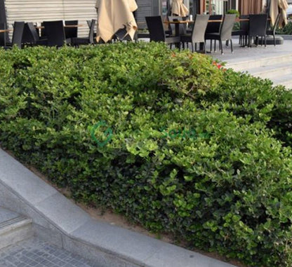 Carissa Grandiflora "Prostrata Natal Plum" - Greensouq - 