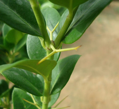 Carissa Grandiflora "Prostrata Natal Plum" - Greensouq - 