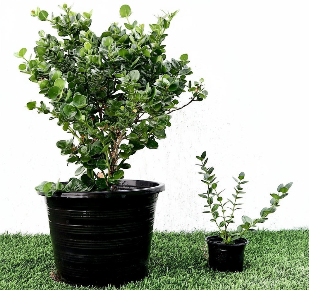 Carissa Grandiflora "Prostrata Natal Plum" - Greensouq - 