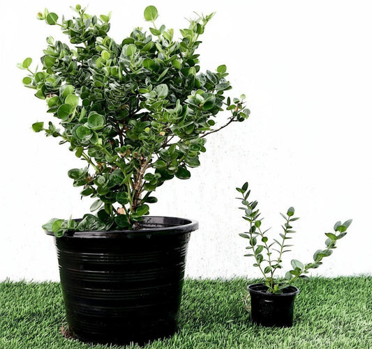Carissa Grandiflora "Prostrata Natal Plum" - Greensouq - 