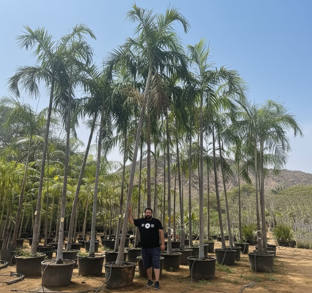 Carpentaria Acuminata "Carpentaria Palm" - Greensouq - 