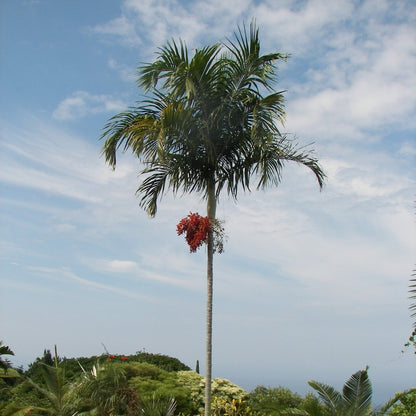 Carpentaria Acuminata "Carpentaria Palm" - Greensouq - 