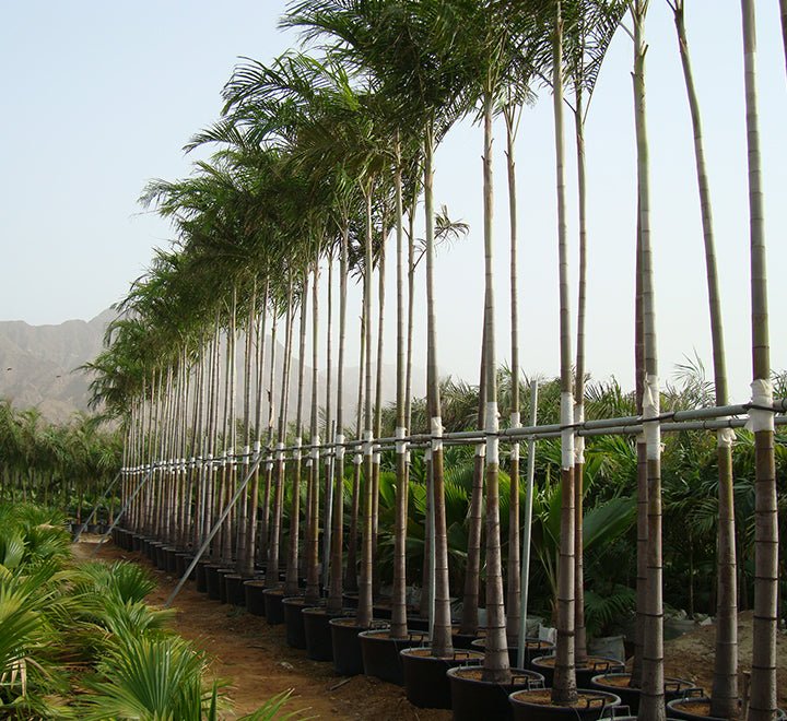 Carpentaria Acuminata "Carpentaria Palm" - Greensouq - 
