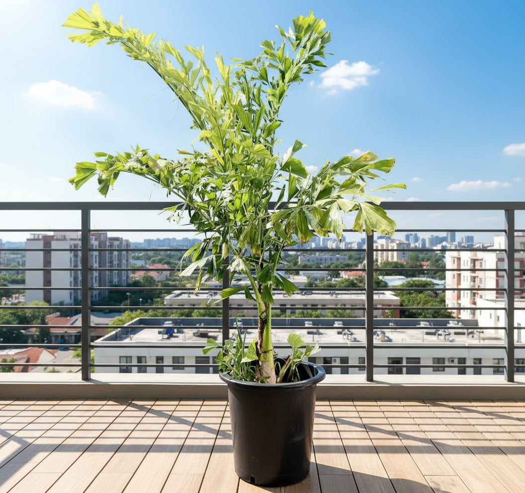 Caryota Mitis "Fishtail palm" نخيل ذيل السمكة - Greensouq - 