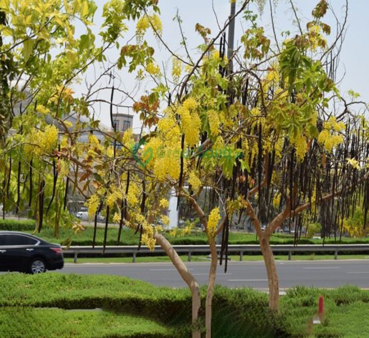 Cassia Fistula "Golden Shower Tree" 2.0 - 2.5m - Greensouq - 