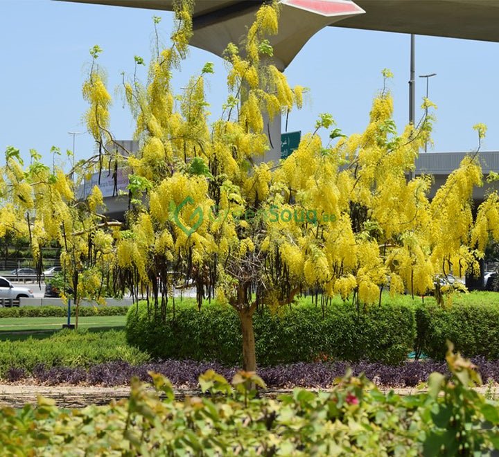 Cassia Fistula "Golden Shower Tree" 2.0 - 2.5m - Greensouq - 