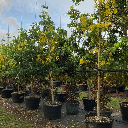 Cassia Fistula "Golden Shower Tree" 2.0 - 2.5m - Greensouq - 