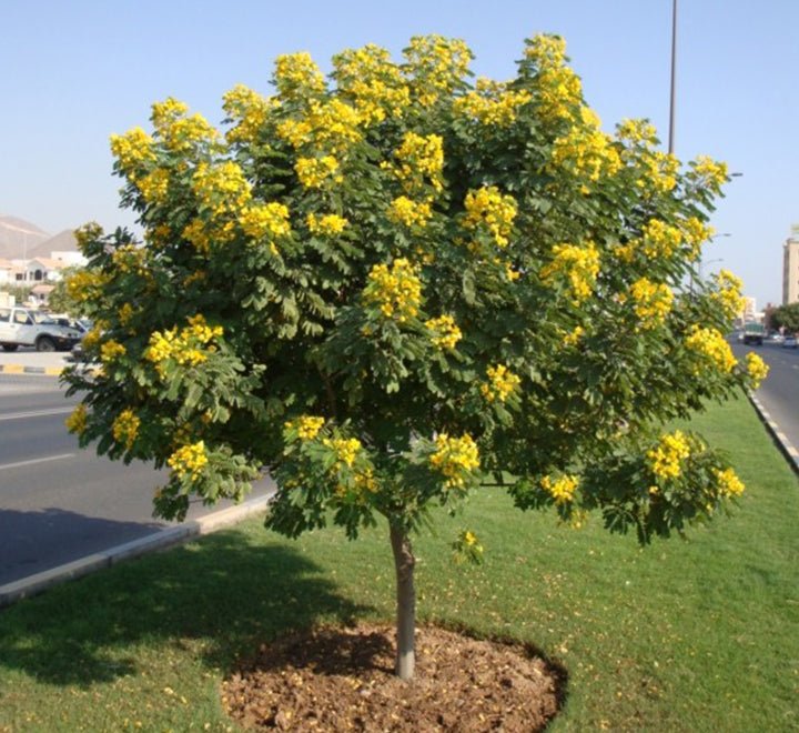 Cassia Surattensis "Scrambled Egg Plant" - Greensouq - 
