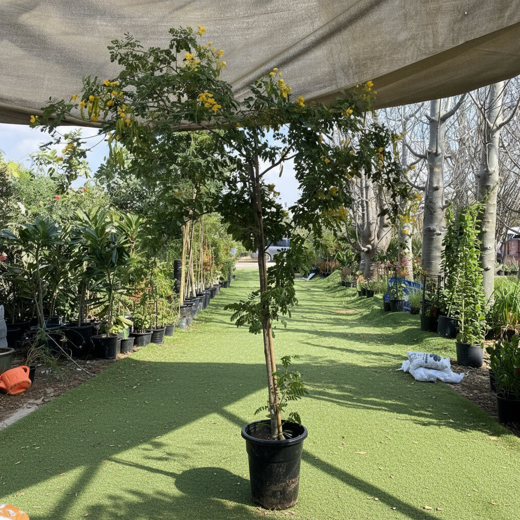 Cassia Surattensis "Scrambled Egg Plant" - Greensouq - 
