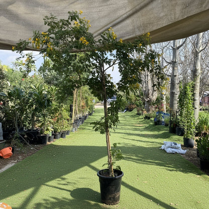 Cassia Surattensis "Scrambled Egg Plant" - Greensouq - 