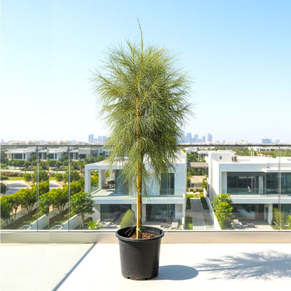 Casuarina Equisetifolia "Australian pine tree" 1.3 to 1.8m - Greensouq - 