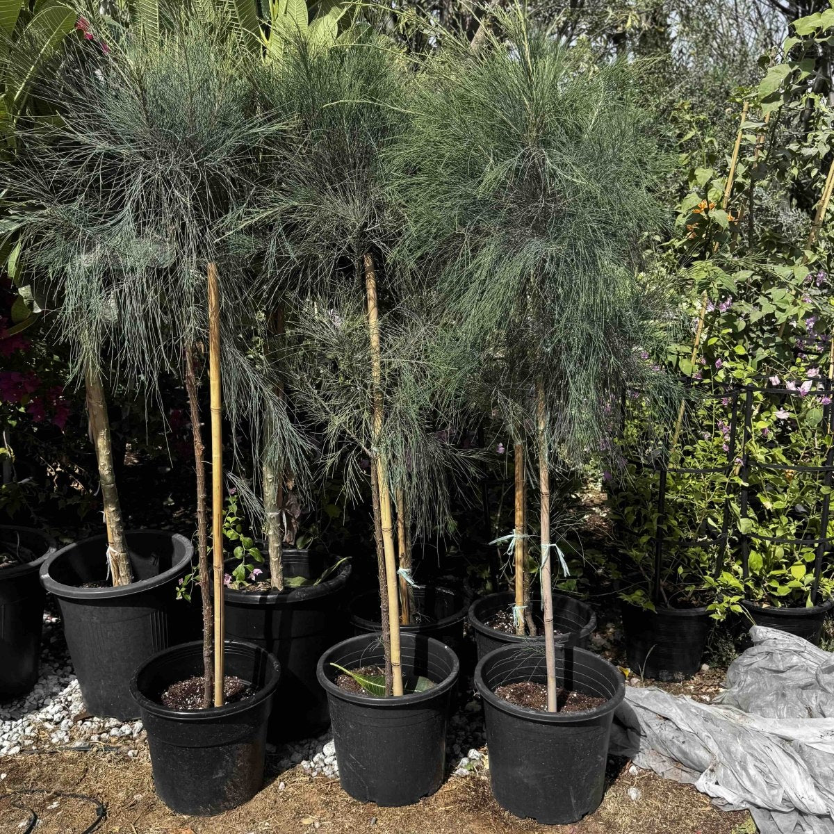 Casuarina Equisetifolia "Australian pine tree" 1.3 to 1.8m - Greensouq - 