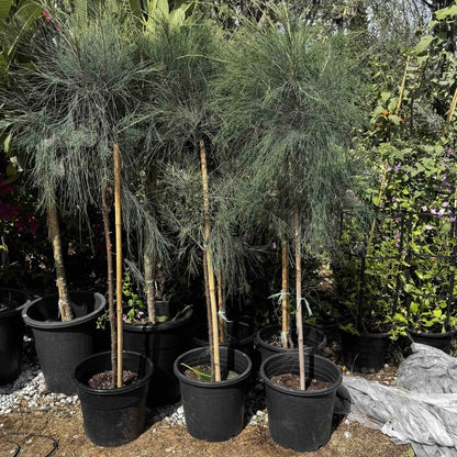 Casuarina Equisetifolia "Australian pine tree" 1.3 to 1.8m - Greensouq - 
