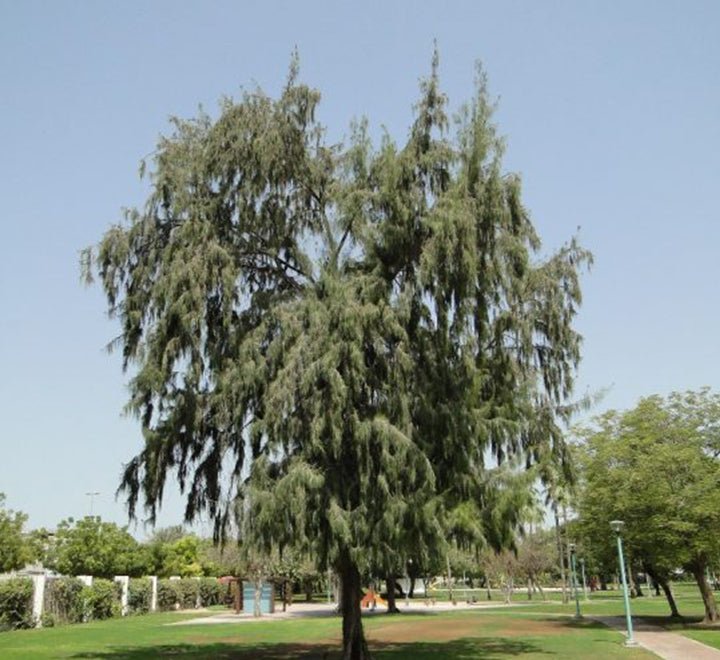 Casuarina Equisetifolia "Australian pine tree" 1.6 - 2.0m - Greensouq - 