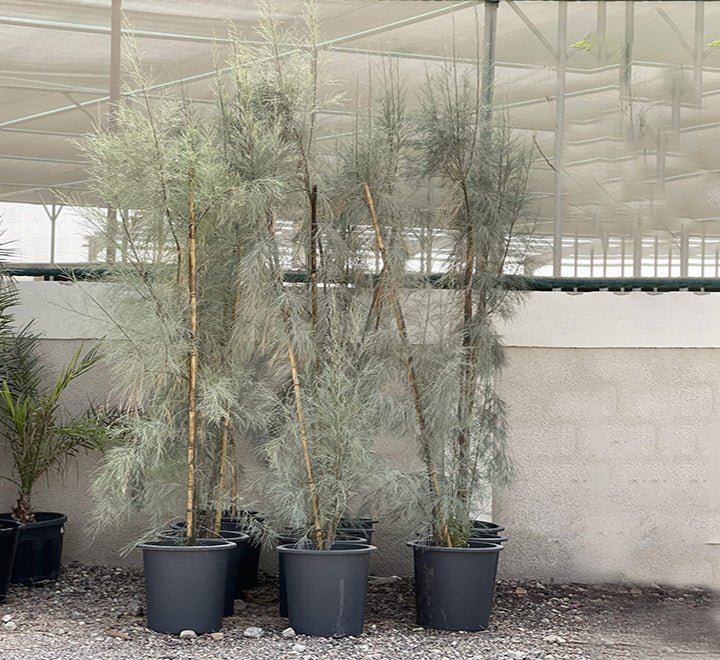 Casuarina Equisetifolia "Australian pine tree" 1.6 - 2.0m - Greensouq - 