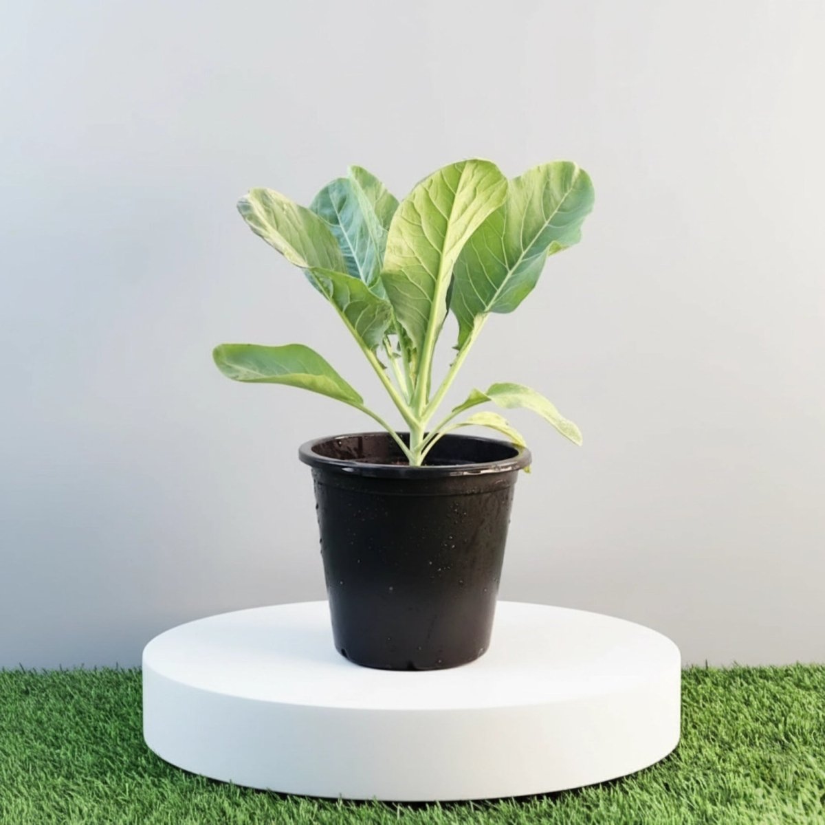 Cauliflower Organic Vegetable Plant - Greensouq - 