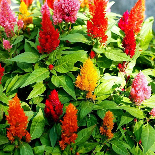 Celosia Plumosa Or Silver Cock's comb - Greensouq - 