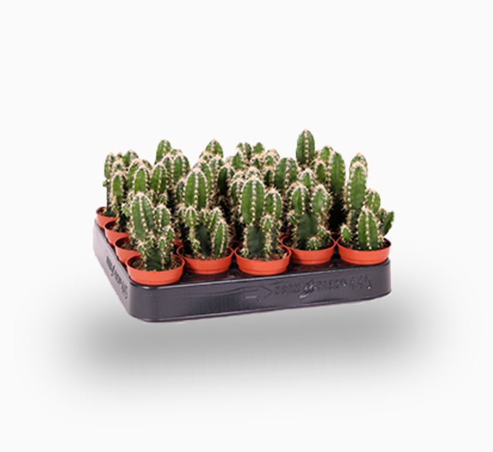 Cereus Peruvianus or Peruvian Cactus 5 - 10cm - Greensouq - 