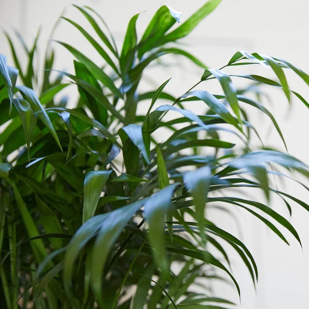 Chamaedorea Elegans, Parlour Palm or Bamboo Palm - Greensouq - 