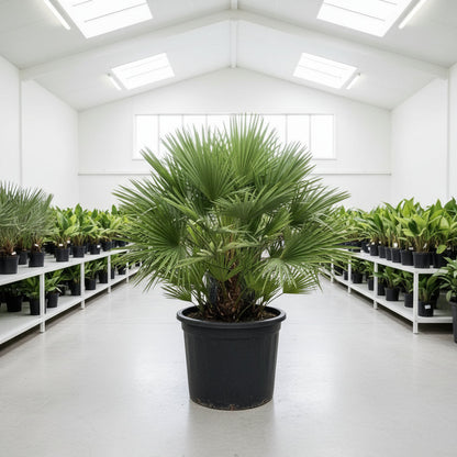Chamaerops humilis -Fan Palm- Greensouq -