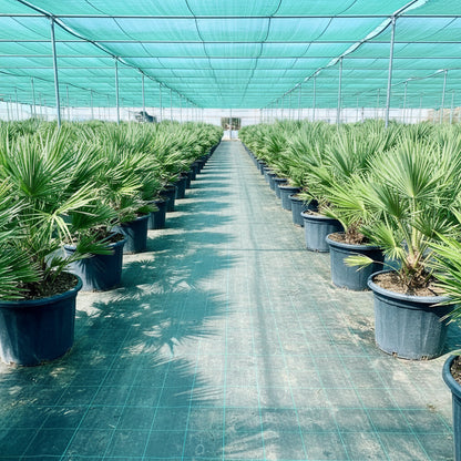 Chamaerops humilis-Fan Palm- Greensouq -
