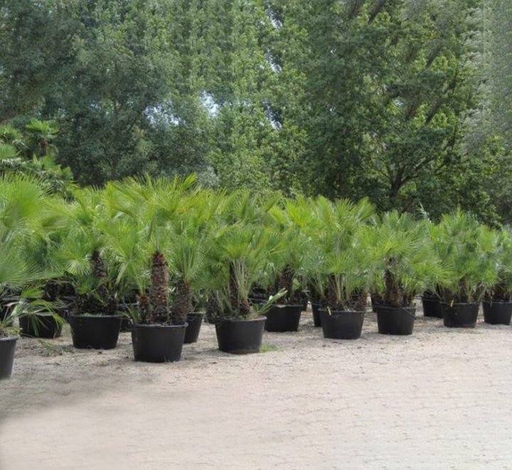 Chamaerops Humilis "European Fan Palm" 1.5 - 2.0m Multi Trunk Specimen - Greensouq - 