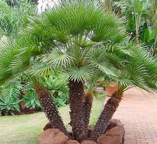Chamaerops Humilis "European Fan Palm" 1.5 - 2.0m Multi Trunk Specimen - Greensouq - 