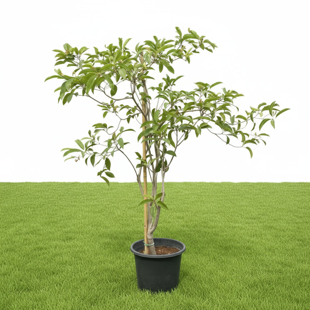 Chickoo Kalapati 1.0 - 1.2m - Greensouq - 