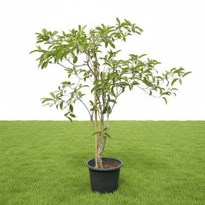 Chickoo Kalapati 1.0 - 1.2m - Greensouq - 