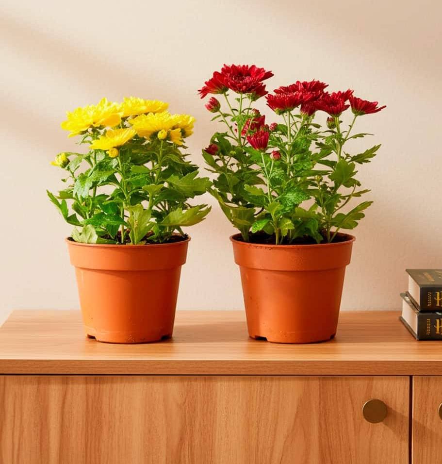 Chrysanthemum assorted 20 – 25cm - Greensouq - 