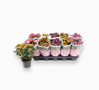 Chrysanthemum assorted 20 – 25cm - Greensouq - 
