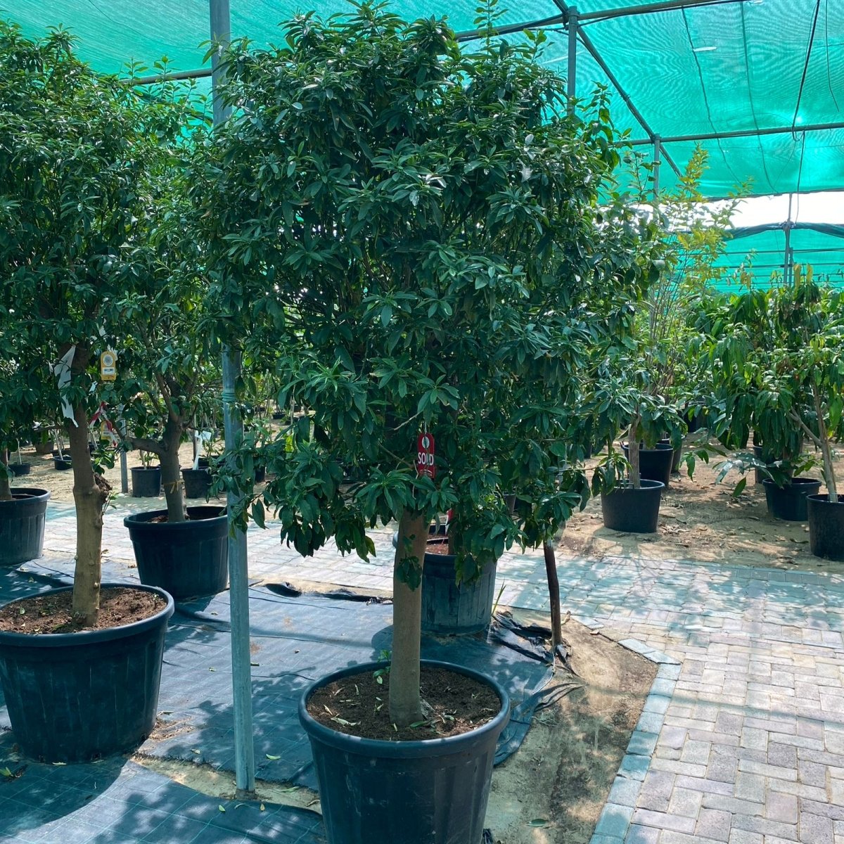 Mature Citrus Tree | Citrus Fortunella margarita Mature Tree "Kumquat" - Greensouq -