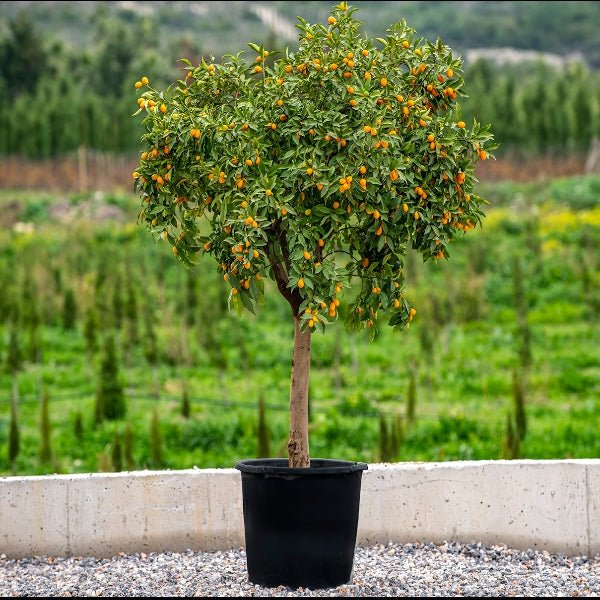 Mature Citrus Tree | Citrus Fortunella margarita Mature Tree "Kumquat" - Greensouq -