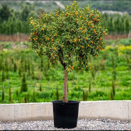 Mature Citrus Tree | Citrus Fortunella margarita Mature Tree "Kumquat" - Greensouq -