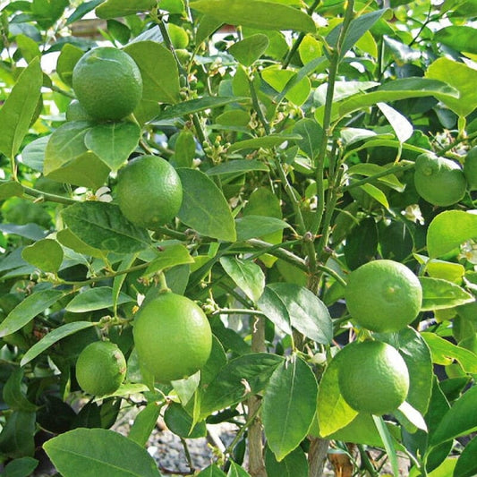 Citrus Lemon Omani 2.0 - 2.5m - Greensouq - 