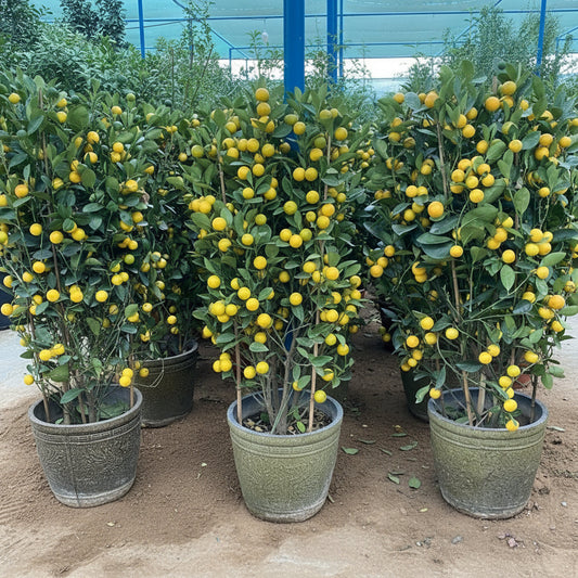 Citrus mitis or Chinese Orange Tree "1.3m - 1.5m" البرتقال الصيني - Greensouq -