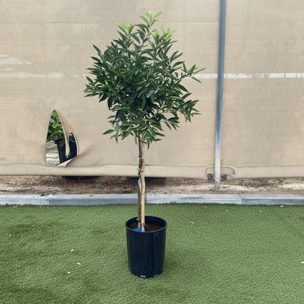 Citrus reticulata Mandarino 1.5 - 2.0m - Greensouq - 