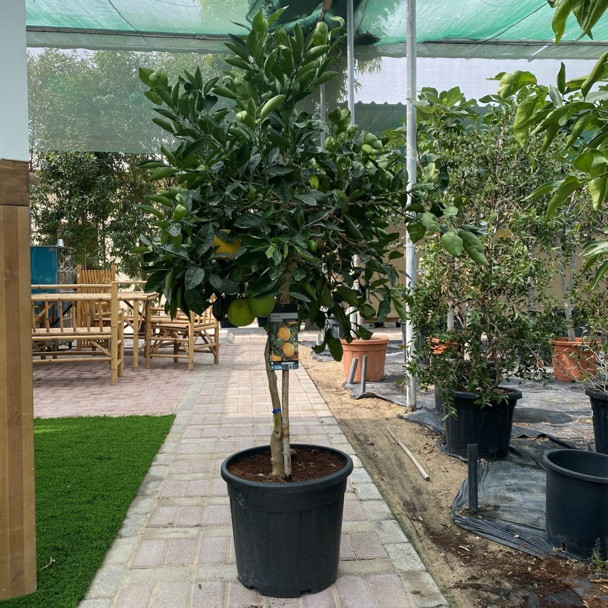 Citrus Tree "Orange Sinensis Naranjo Spain" 1.4 - 1.6 m - Greensouq - 