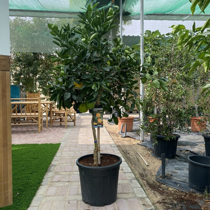 Citrus Tree "Orange Sinensis Naranjo Spain" 1.4 - 1.6 m - Greensouq - 