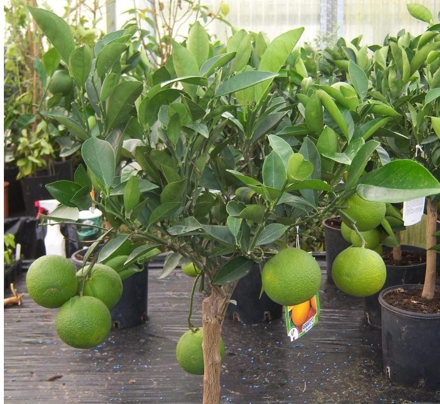 Citrus Tree "Orange Sinensis Naranjo Spain" 1.4 - 1.6 m - Greensouq - 