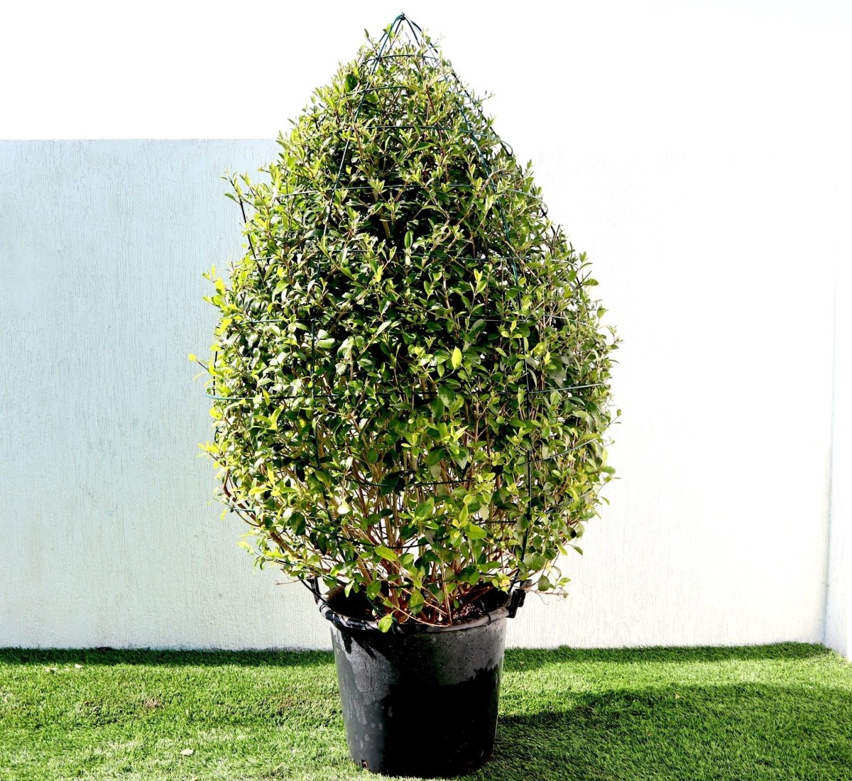 Wild Jasmine | Clerodendrum Inerme Cone Shape 1.2 - 1.5m - Greensouq -