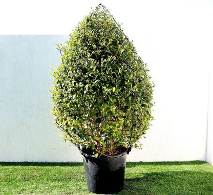 Wild Jasmine | Clerodendrum Inerme Cone Shape 1.2 - 1.5m - Greensouq -