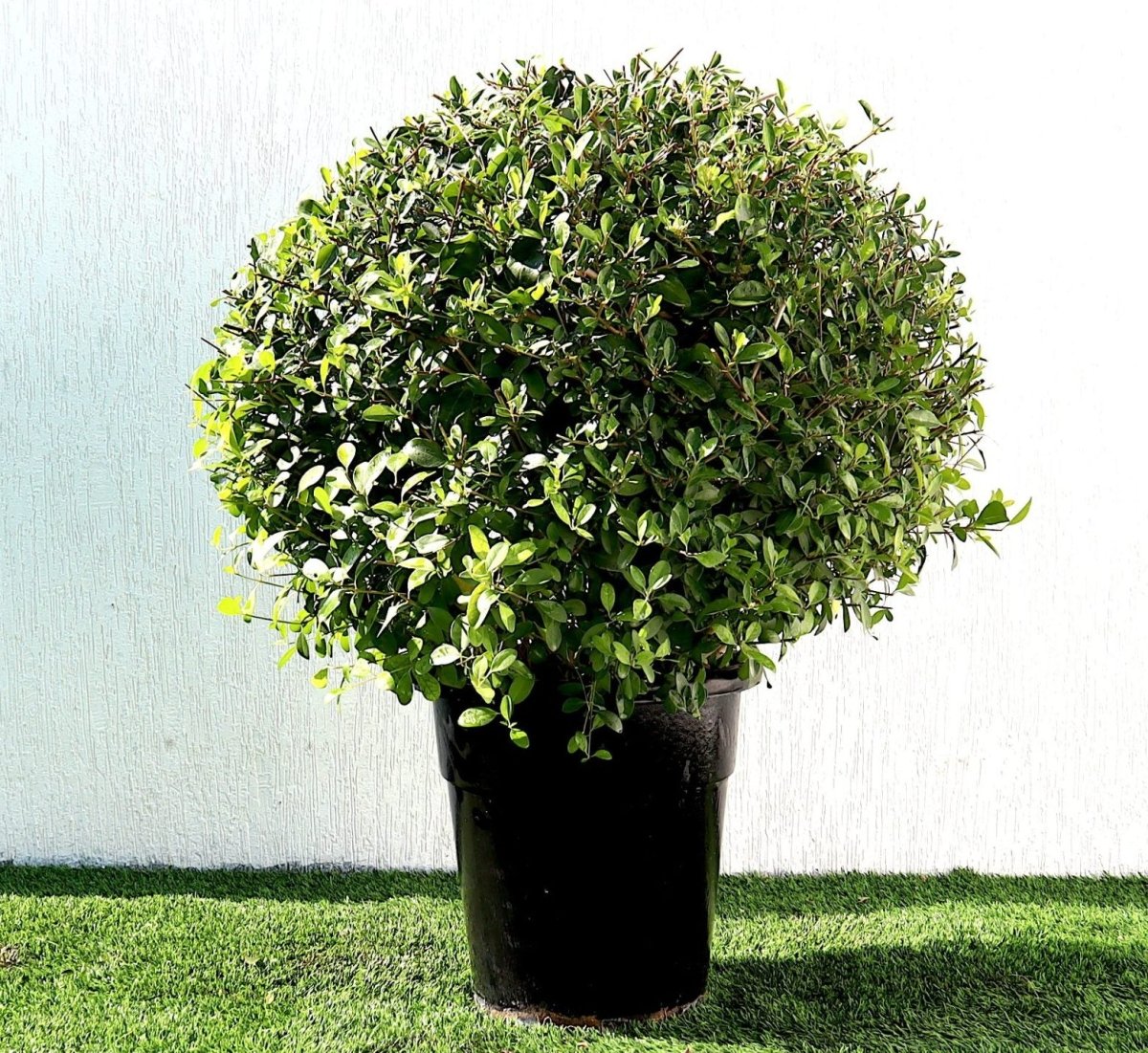 Wild Jasmine | Clerodendrum Inerme Cone Shape 1.2 - 1.5m - Greensouq -