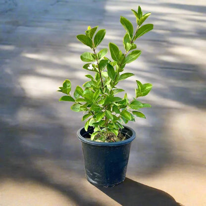 Clerodendrum Inerme (Wild Jasmine) - Greensouq - 