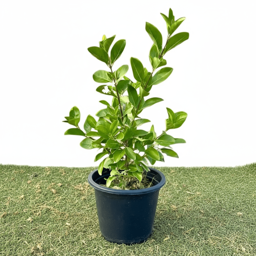 Clerodendrum Inerme (Wild Jasmine) - Greensouq - 
