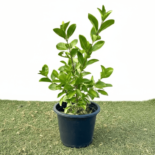 Clerodendrum Inerme (Wild Jasmine) - Greensouq - 