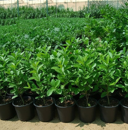 Clerodendrum Inerme (Wild Jasmine) - Greensouq - 