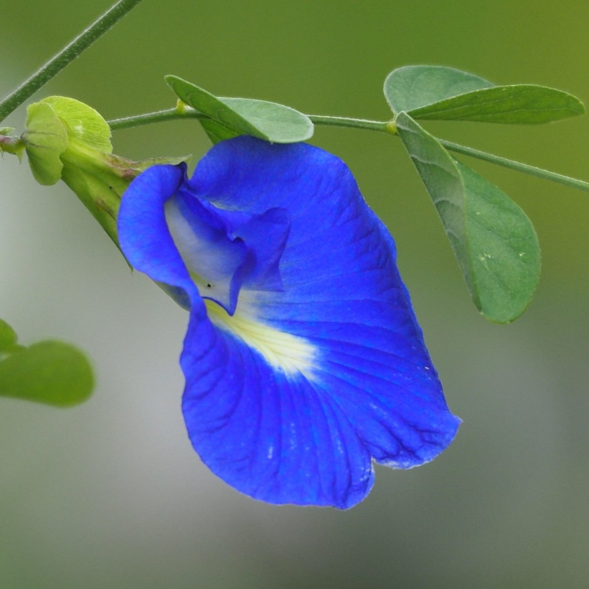 Clitoria ternatea or Butterfly Pea - Greensouq - 