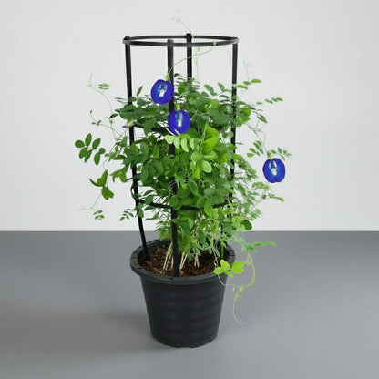 Clitoria ternatea or Butterfly Pea - Greensouq - 
