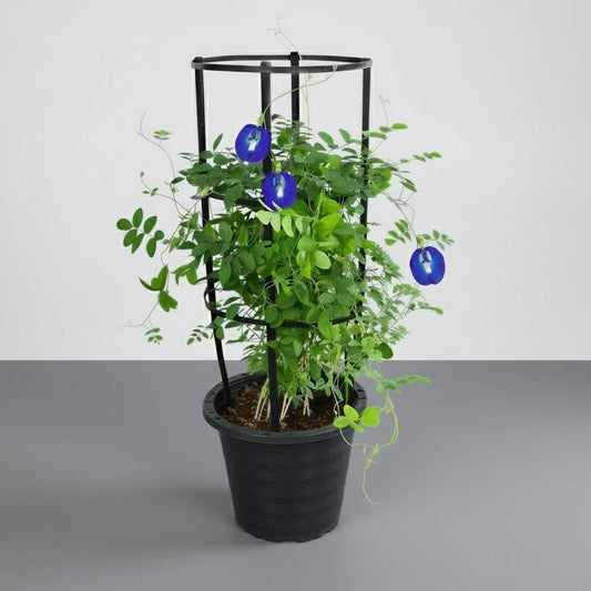 Clitoria ternatea or Butterfly Pea - Greensouq - 